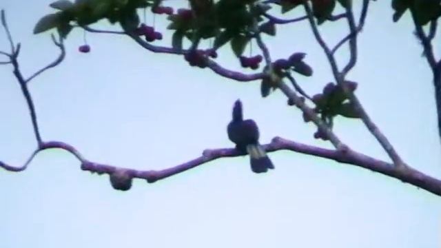 Волнистый калао. Wreathed hornbill. Aceros undulatus. นกเงือกกรามช้าง смотреть онлайн