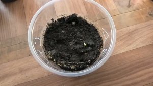 Посев скабиозы на рассаду, первые всходы.