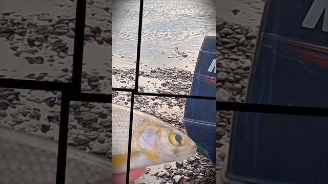 РЫБАЛКА НА ХАРИУСА смотреть онлайн