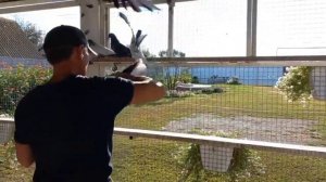 Николаевские голуби Воронежская область