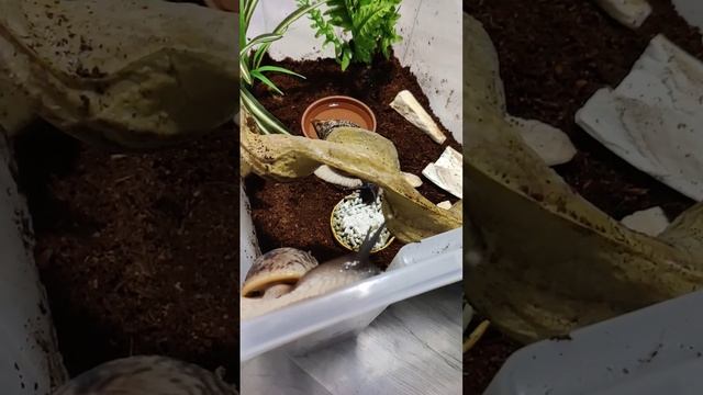 Lissachatina reticulata šnek snail 6. ledna 2024 смотреть онлайн