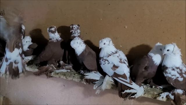 8-01-2024 года.Село Высоцкое. голуби Васильевича.8-918-771-22-89 смотреть онлайн