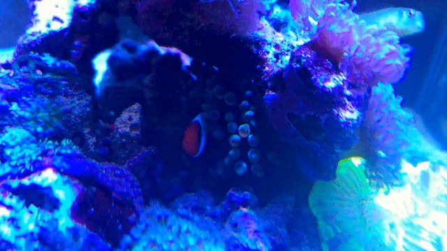 Amphiprion frenatus смотреть онлайн