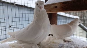 Узбекские двухчубые голуби