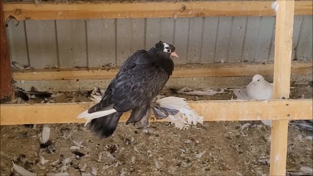 Сельские голуби. 12 082022 года, в гостях у Алексея. Михайловск бойные голуби. 89624991441. смотреть онлайн