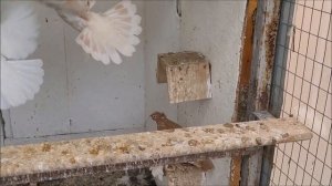 Сельские голуби. 26-2024 года.В гостях у Юрия.Узбекские двухчубые голуби- бойные, город Геленджик.