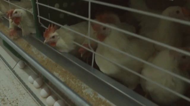 Птицефабрика "Аса Damu" смотреть онлайн