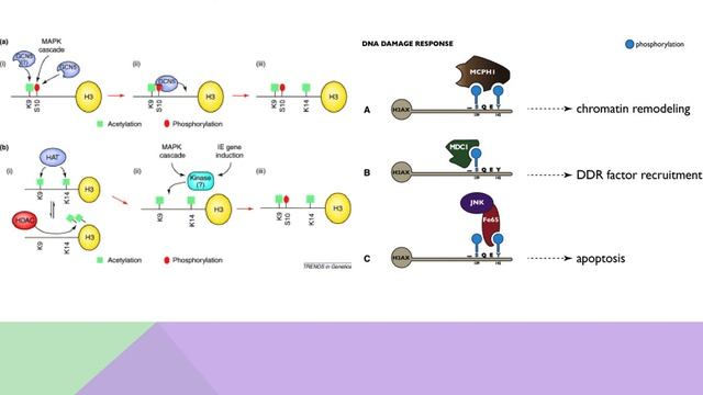 Histone Modification: The What, How, and Why смотреть онлайн