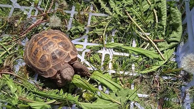 ☝ Возвращение блудной черепахи ☝ смотреть онлайн