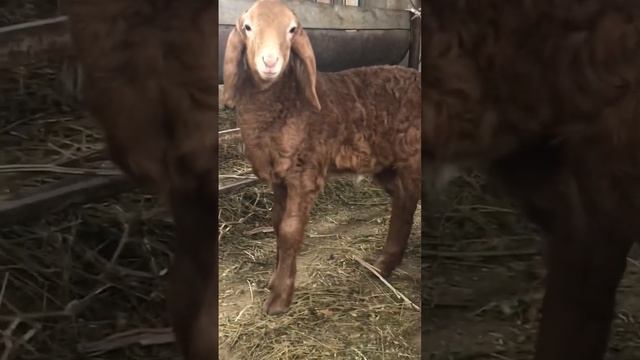 Сын Хаммера😍😍🔥 #arashan #gissar #овцы #арашан #гиссар #кавказ #бараны #messi #sheep #reels #short смотреть онлайн