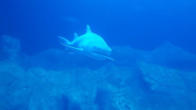 Inside The UK's LARGEST Aquarium! - NMA Plymouth (Beautiful 4K Footage!)