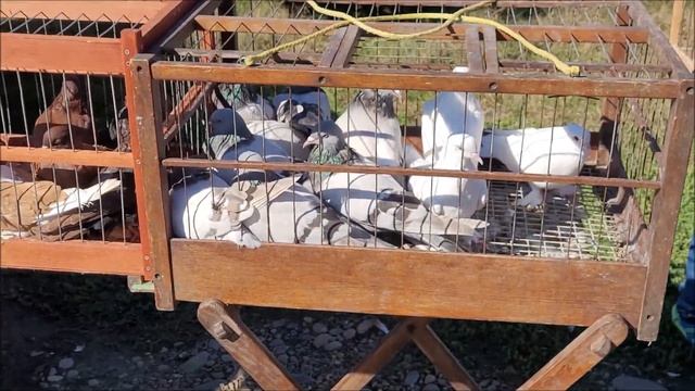 Сельские голуби. 05 10 2022 года, 3 часть г Кропоткин ярмарка голубей декоративных птиц. смотреть онлайн