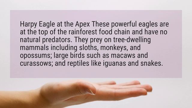 Do harpy eagles have predators? смотреть онлайн