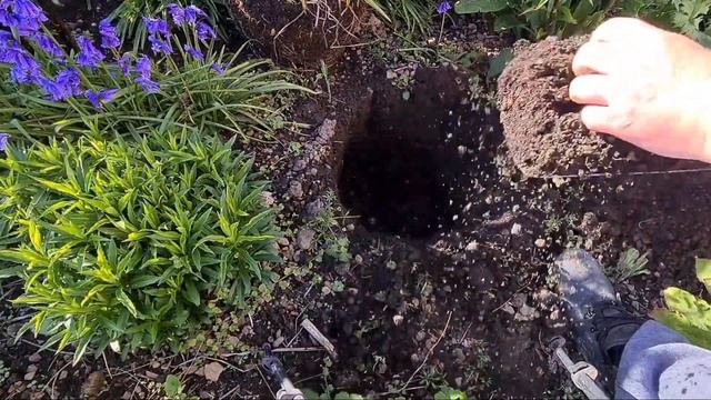 2021 How to plant out daylilies / Hemerocallis смотреть онлайн