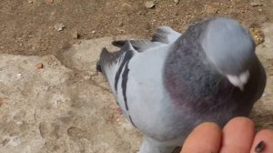 сельские голуби. Владимира 17 03 2022 года, г Новоалександровск,мои голуби, сизые средне новые.