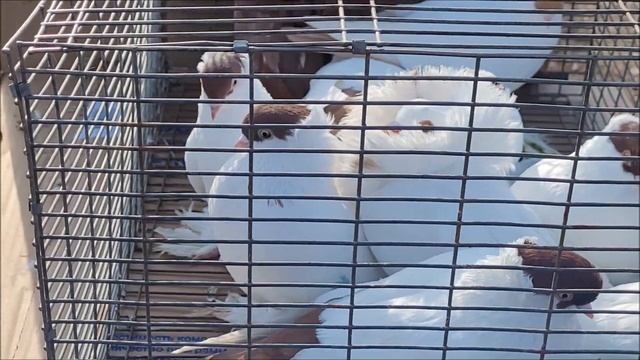 Часть 3, г Кропоткин ярмарка голубей декоративных птиц. смотреть онлайн