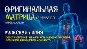 МУЖСКАЯ ЛИНИЯ » Программа №6 ⚠️ Оригинальная программа матрица по технологии Гаряева ☀️ SoftRadio.ru