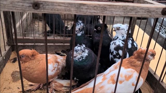 Ярмарка голубей ,1 .10.2023 года. Прохладный Часть 2 смотреть онлайн