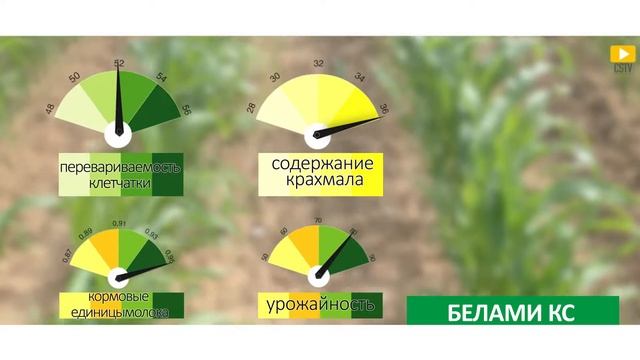 Гибрид кукурузы на силос и зерно Белами КС от Коссад Семанс смотреть онлайн