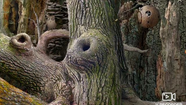Полное прохождение Samorost 1 (без комментариев).