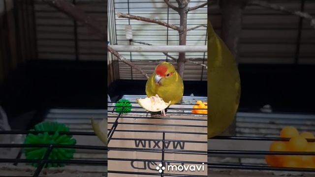 Какарик смотреть онлайн