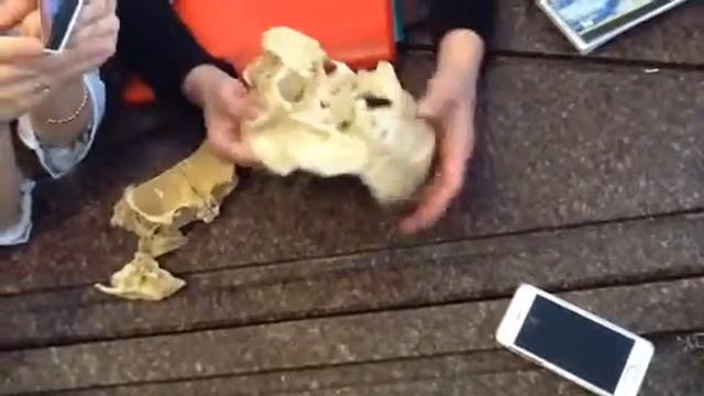 Череп часть1 смотреть онлайн