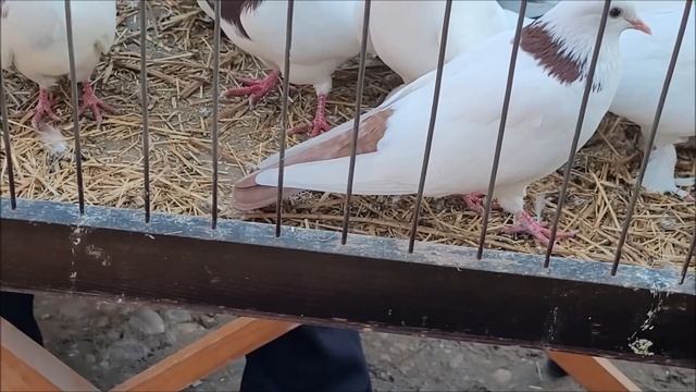 Сельские голуби. 30 102022 г- часть 1,г Кропоткин ярмарка голубей декоративных птиц. смотреть онлайн