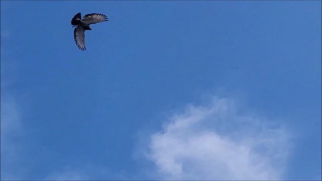 Тихорецк, голуби Бориса. Сизые - рябо - головые, андижанцы. смотреть онлайн