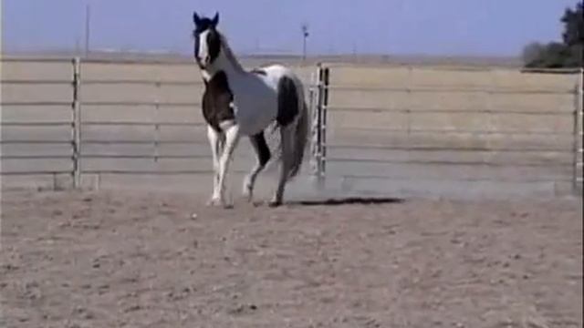 Go Wranglers Rebel смотреть онлайн