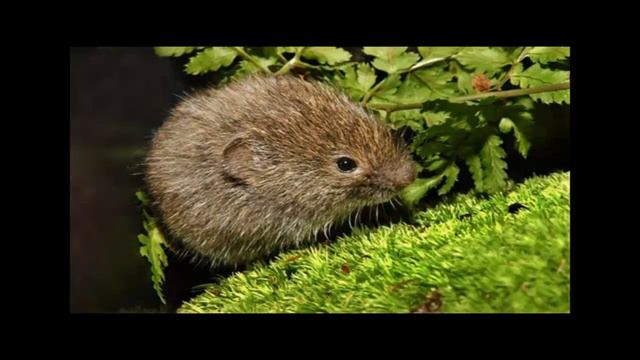 ЛЕММИНГ часть  2