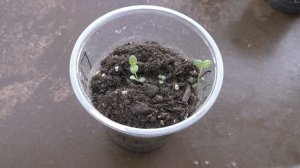 Как я вырастил платикодон из семян