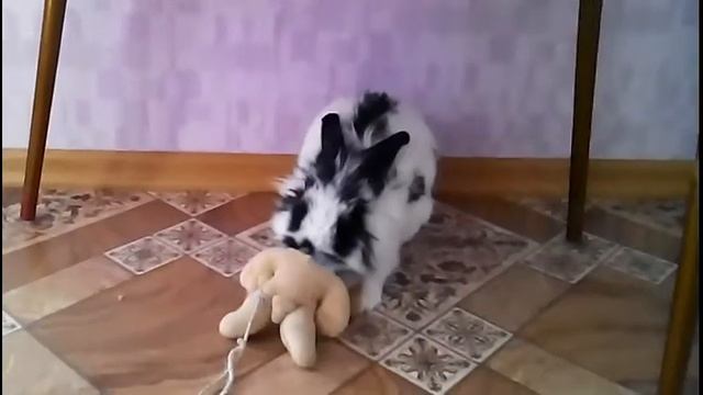 Кролик-бульдог