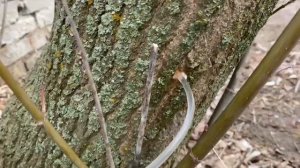 СОБИРАЕМ КЛЕНОВЫЙ СОК