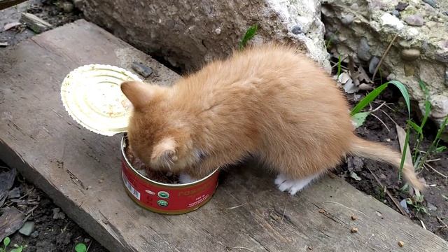 Тушенка из светофора)))) рекомендации котенка))) смотреть онлайн