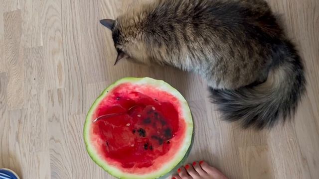 кошка ест арбуз