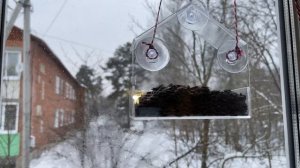 Прозрачная кормушка для птиц на окно с присосками.