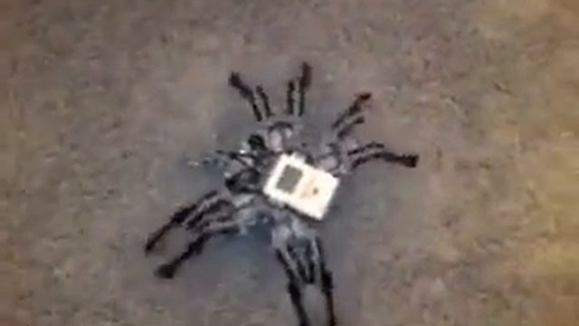 prototype PF NXT OMNISPIDER omnidirectional LEGO walking spider robot technic mindstorms 360p смотреть онлайн