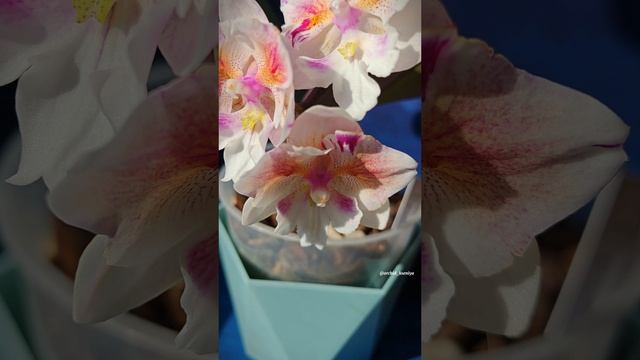 Phal. Popcorn 🌸 Домашнее цветение орхидеи бабочки Попкорн | Фаленопсис биглип смотреть онлайн