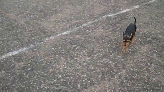 Блохи на прогулке 2 смотреть онлайн