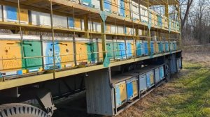 Ультра Био, надо ли оно? Насколько лучше развиваются пчёлы??