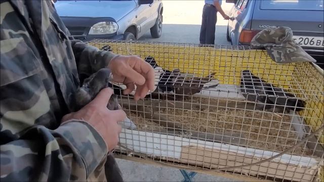 Сельские голуби. 19.06.23.года.Ярмарка голубей город Белореченск. смотреть онлайн
