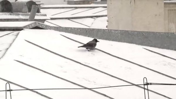 вороны радуются первому снегу