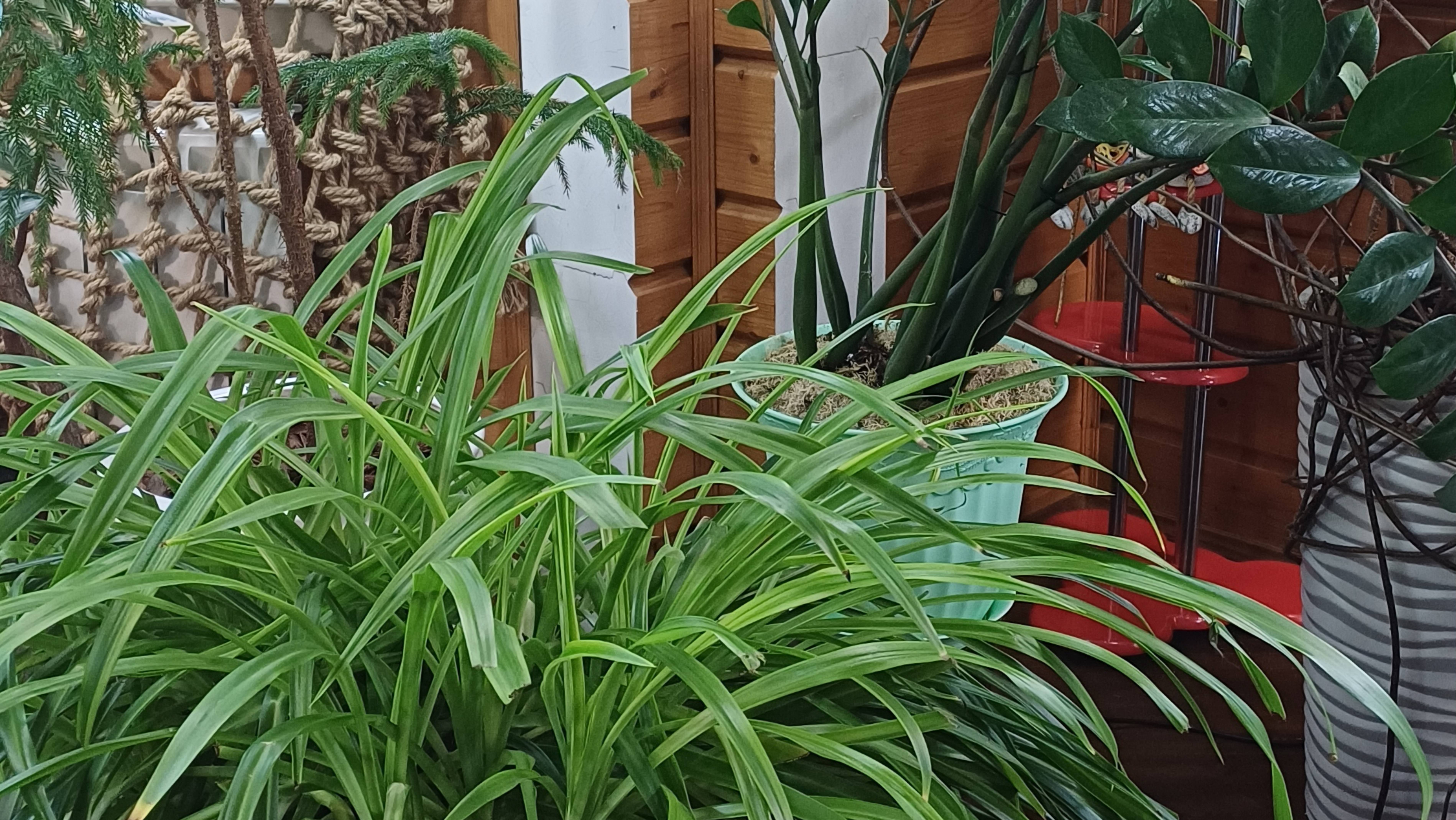 Обзор. Комнатные растения для новичков. смотреть онлайн