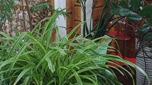 Обзор. Комнатные растения для новичков.