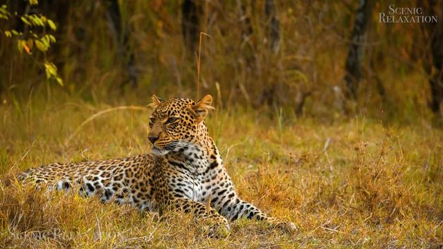 Животные в Сафари– живописный фильм о дикой природе с африканской музыкой!... смотреть онлайн