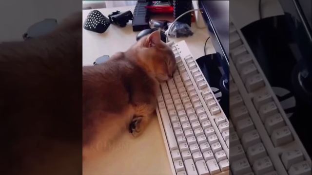 Cute cats 😻 смотреть онлайн