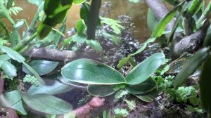 Мои флорариумы. Обзор растений. Запуск нового флорариума.