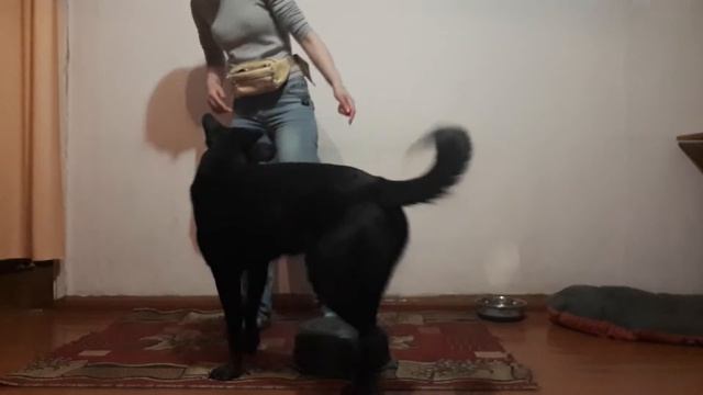 боковые шаги задними лапами смотреть онлайн