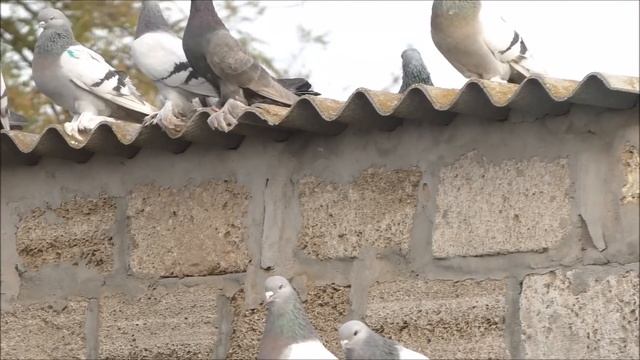 21.11.2024 года.Вгостях у Павловича, бойные голуби - разных пород. смотреть онлайн