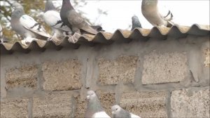 21.11.2024 года.Вгостях у Павловича, бойные голуби - разных пород.